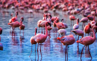 Day Trip to Lake Manyara National Park