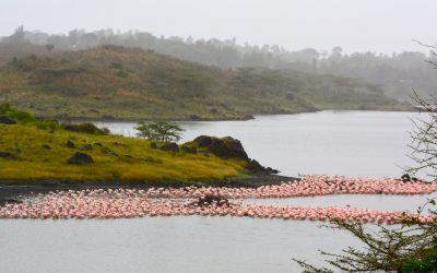 Walking safari in Arusha National Park