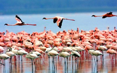 Wildlife in Lake Manyara National Park