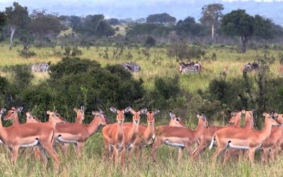 Mikumi National Park Safari Tours