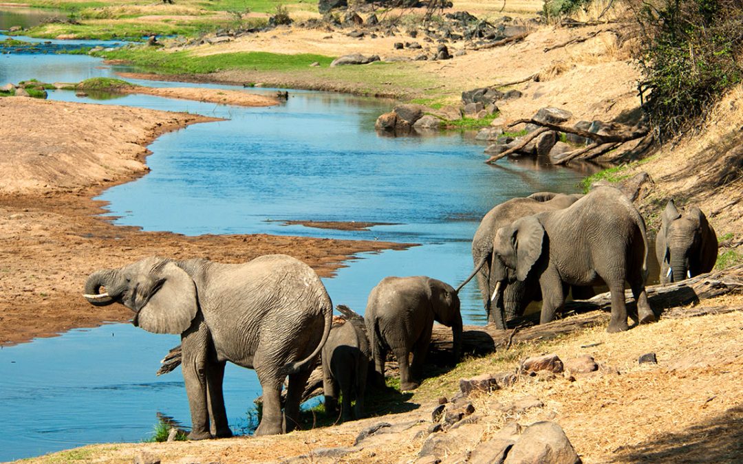 Ruaha National Park Safari Travel Guide