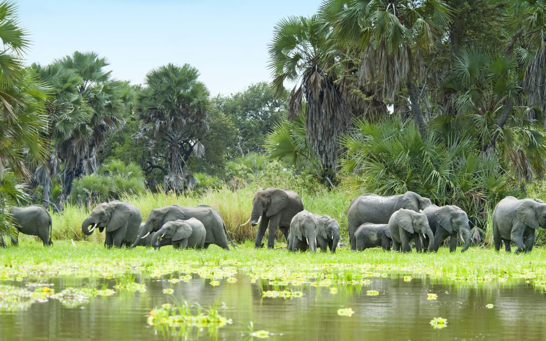 Expert Guide on Selous Game Reserve Tanzania